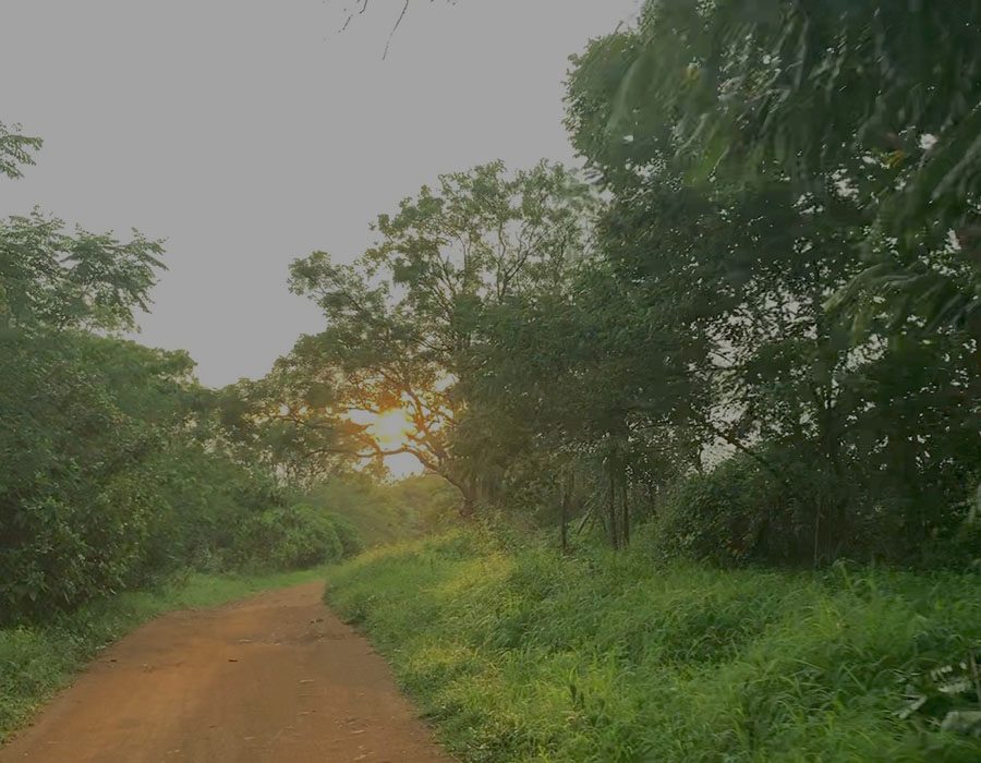 The Valley School (Krishnamurti Foundation India), Kanakapura Road photo